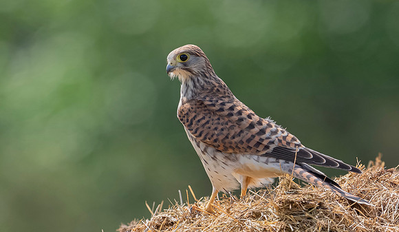 Torenvalk juv, Common Kestrel, Brummensche Waarden 2021