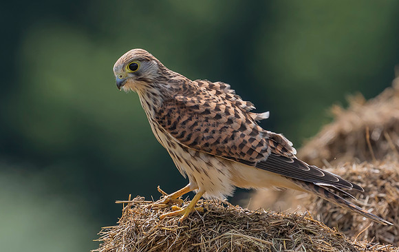 Torenvalk juv, Brummensche Waarden 2021