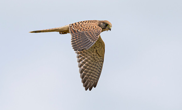 Torenvalk  ♀, Common Kestrel, Brummensche Waarden 2021