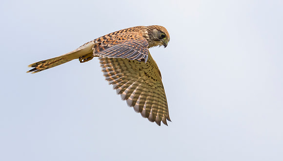 Torenvalk  ♀, Common Kestrel, Brummensche Waarden 2021