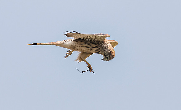 Torenvalk juv, Common Kestrel, Brummensche Waarden 2021