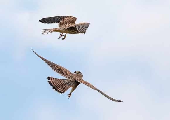Torenvalk juv, Common Kestrel, Brummensche Waarden 2021