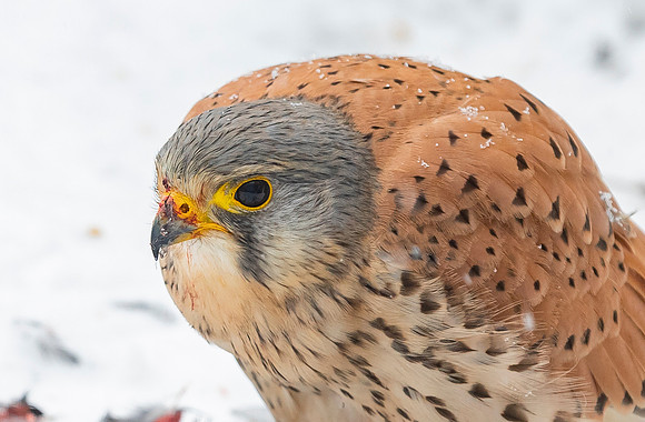 Torenvalk ♂, Common Kestrel, Kockengen 2021