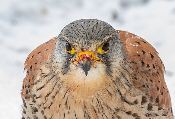 Torenvalk ♂, Common Kestrel, Kockengen 2021