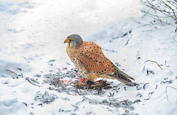 Torenvalk ♂, Common Kestrel, Kockengen 2021