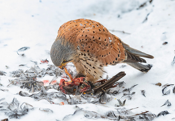 Torenvalk ♂, Common Kestrel, Kockengen 2021