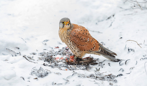Torenvalk ♂, Common Kestrel, Kockengen 2021