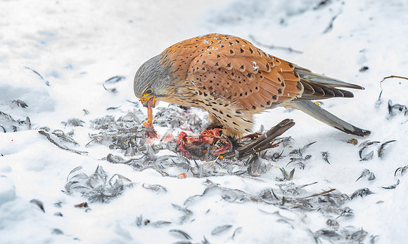 Torenvalk ♂, Common Kestrel, Kockengen 2021