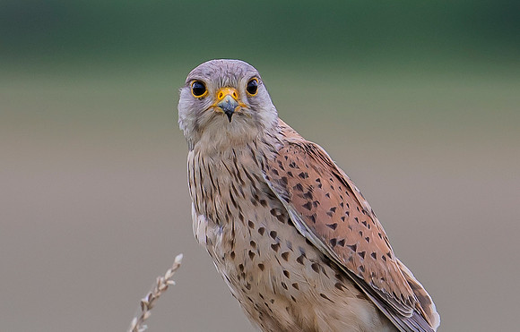 Torenvalk ♂, Common Kestrel, Brummensche Waarden 2021