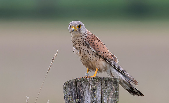 Torenvalk ♂, Common Kestrel, Brummensche Waarden 2021