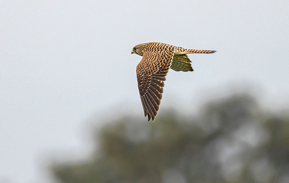 Torenvalk ♀, Common Kestrel, Waverhoek 2023