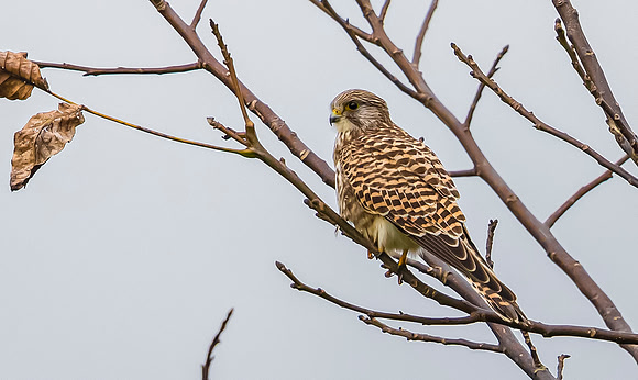 Torenvalk ♀, Common Kestrel, Waverhoek 2023