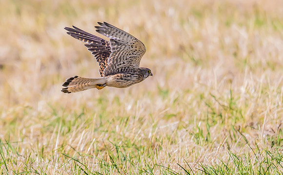 Torenvalk ♀, Common Kestrel, Waverhoek 2023