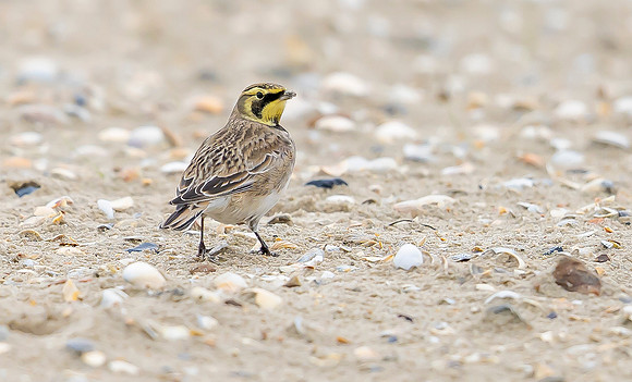 Strandleeuwerik, Horned Lark / Shore Lark, Texel 2023
