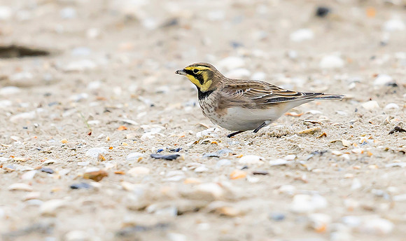 Strandleeuwerik, Horned Lark / Shore Lark, Texel 2023