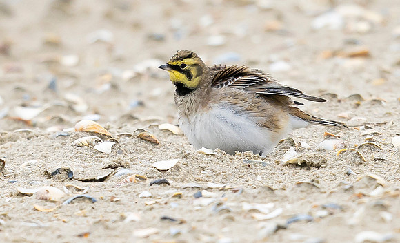 Strandleeuwerik, Horned Lark / Shore Lark, Texel 2023