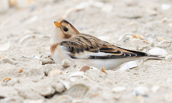 26 Sneeuwgors, Snow Bunting, Texel 2023