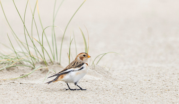 Sneeuwgors winter, Snow Bunting, Texel 2023