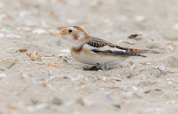 Sneeuwgors winter, Snow Bunting, Texel 2023