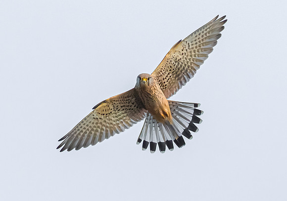 Torenvalk  ♂,  Common Kestrel, Groene Jonker 2018