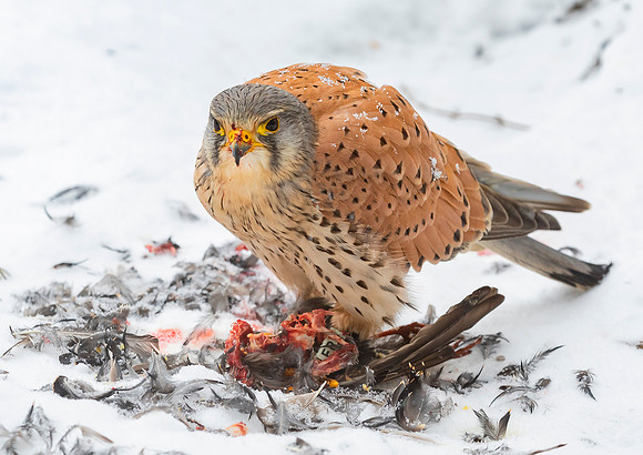 Torenvalk ♂, Common Kestrel, Kockengen 2021
