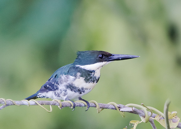 Green Kingfisher ♀, Peru 2014