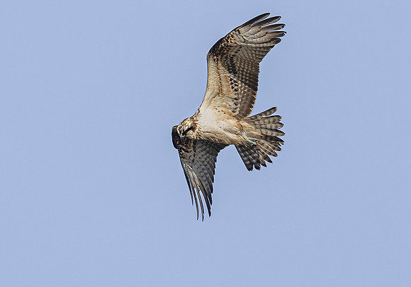 Visarend, Osprey, Waverhoek 2023