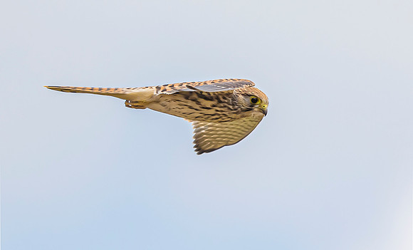 Torenvalk juv, Common Kestrel, Brummensche Waarden 2021