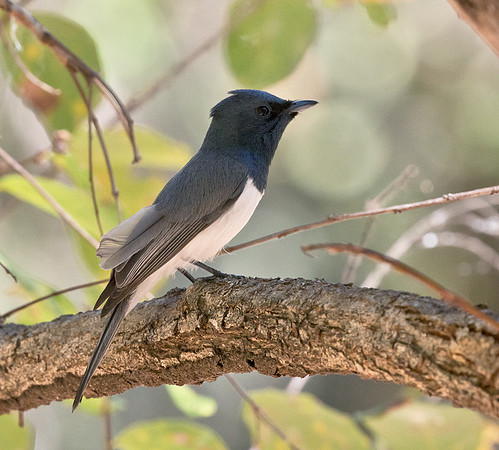Leaden Flycatcher ♂, NT 2016