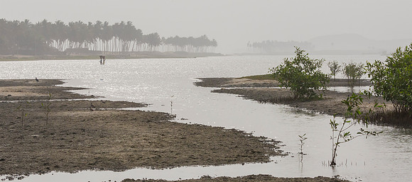Cape Coast Lagoon, Ghana 2016
