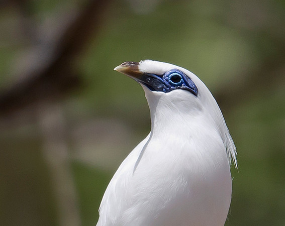Bali Starling, Bali, Indonesia 2018