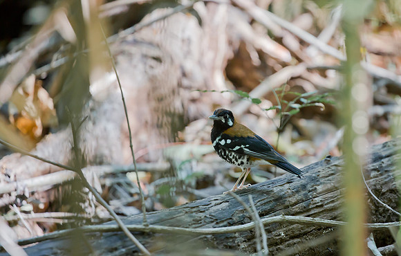 Red-Backed Thrush, Sulawesi, Indonesia 2018