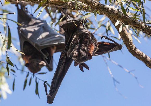 Black Flying Fox, Pteropus alecto, Northern Territory, Australia 2016