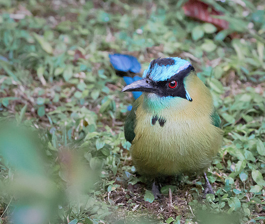 Highland Motmot, Peru 2015