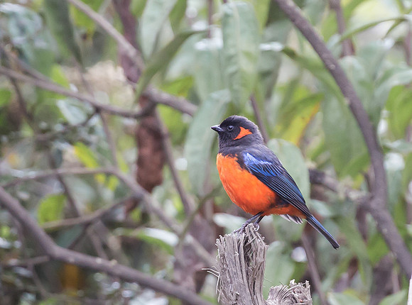 Scarlet-bellied Mountain-tanager