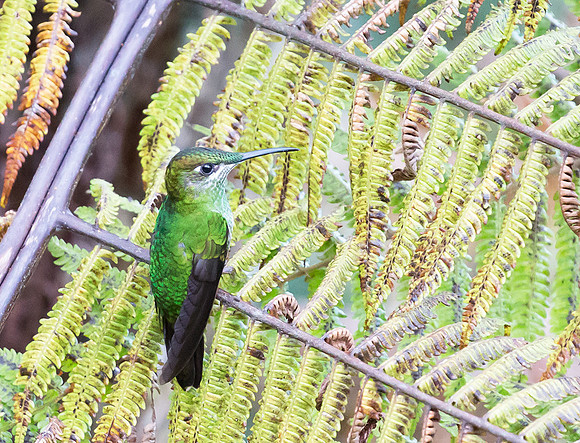 Many-spotted Hummingbird, Peru 2015