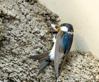 Huiszwaluw, House Martin, Kortrijk 2024