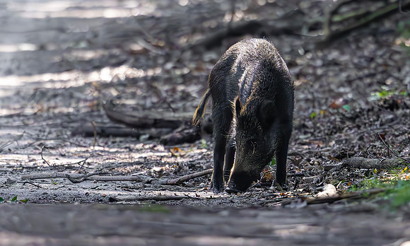 Wild Zwijn imm., Wild Boar, t Leesten, Uchelen 05-09-2024, 0S1A2015
