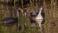24f Fuut m,v, juv, Bijleveld, Kockengen 22-05-2023, 0S1A2015 II