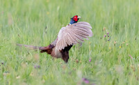 24 Goilberdinger Waard 14-05-2023, 0S1A1565