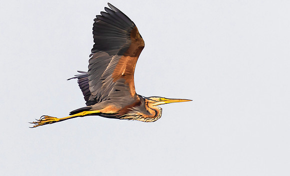 24g Purperreiger , Purple Heron, Zilverkade, Kockengen 17-06-2023, 0S1A3924 IV
