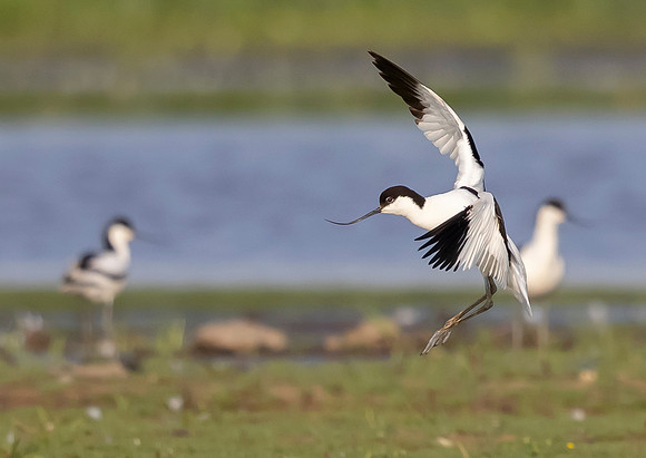 24 Kluut, Common Avocet, Waverhoek 10-06-2023, 0S1A3304