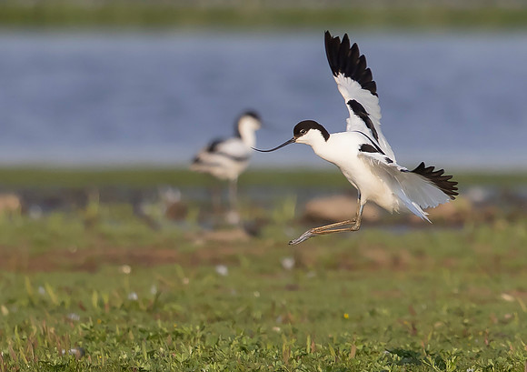 24 Kluut, Common Avocet, Waverhoek 10-06-2023, 0S1A3305