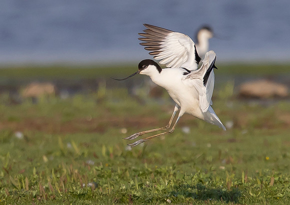 24 Kluut, Common 6365 Avocet, Waverhoek 10-06-2023, 0S1A3306