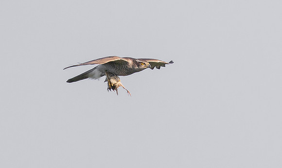 24i Havik m, Goshawk, Waverhoek 02-07-2023, 0S1A4305 III b