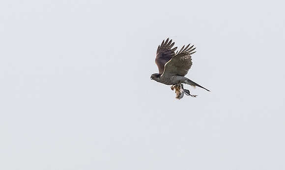24i Havik m, Goshawk, Waverhoek 30-06-2023, 0S1A4125 II b