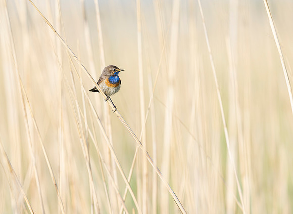 24b Blauwborst m, Bluethroat, Waverhoek 24-0502023, 0S1A2272 b