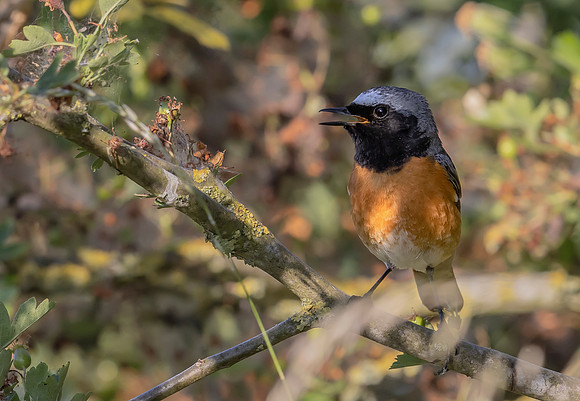 24j Gekraagde Roodstaart, Common Redstart, Groenlanden nabij Ooij, 13-06-2023, 0S1A3688 IIb