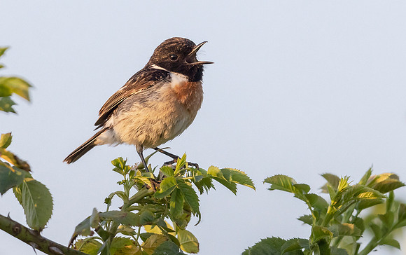 24f Roodborsttapuit m, Stonechat, De Groenlanden, Ooij 13-06-2023, S1A3381 II
