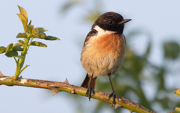 24c  Roodborsttapuit m, Stonechat, De Groenlanden, Ooij 13-06-2023, S1A3406 IV